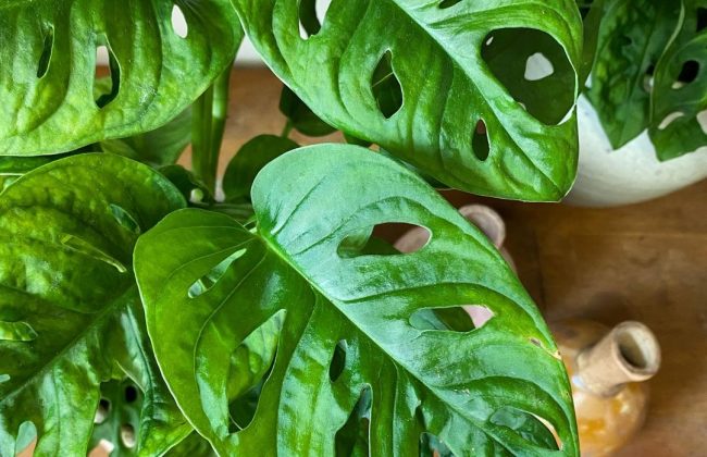 Les Monstera monkey mask sont de retour en boutique 🙈 Décorateur floral Fleuriste