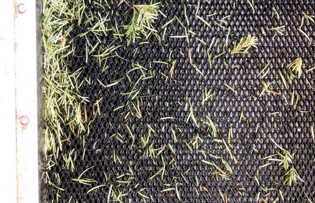 Un sapin ramassé est un sapin recyclé