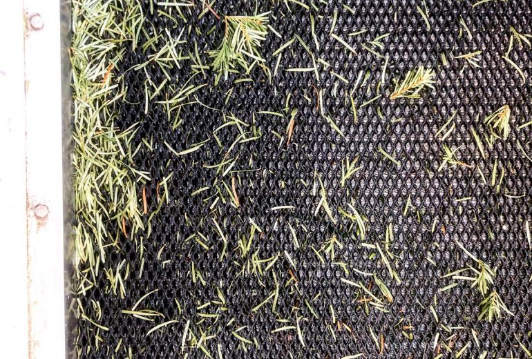 Un sapin ramassé est un sapin recyclé