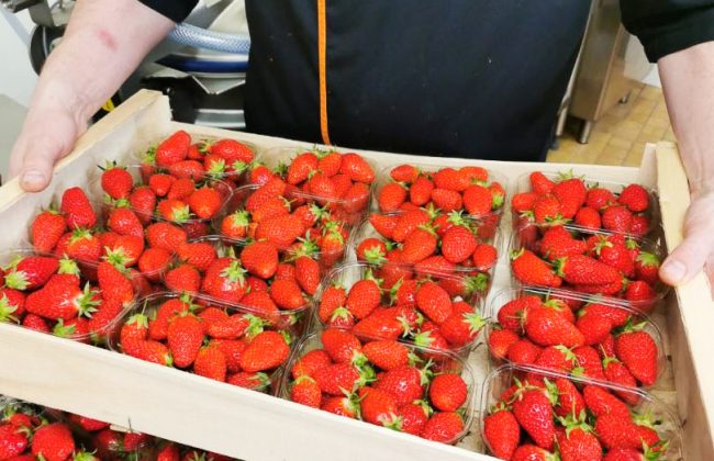 Des fraises de Haute-Goulaine ! Biscuitier Chocolatier Pâtissier
