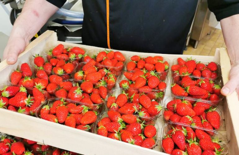 Des fraises de Haute-Goulaine ! Biscuitier Chocolatier Pâtissier