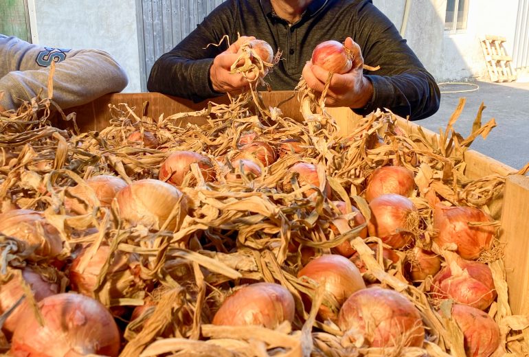 À la rencontre de producteurs bretons Epicier Primeur