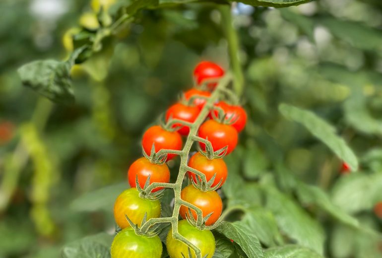 À la rencontre de producteurs bretons Epicier Primeur