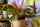 L’Atelier de Brice Baptême et naissance Bouquet de deuil Composition florale Compositions florales Décorateur floral Événement Fleuriste Fleurs séchées Mariage Plantes