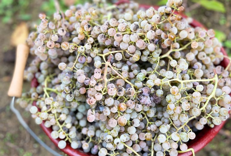 Reconversion le temps d'une journée... Epicier Primeur