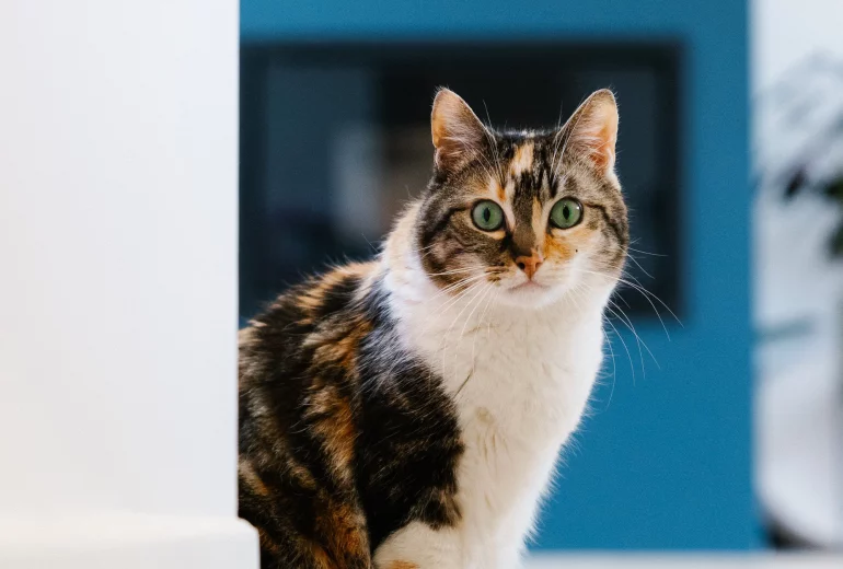 Projet Zola Architecte d'intérieur Maître d'oeuvre