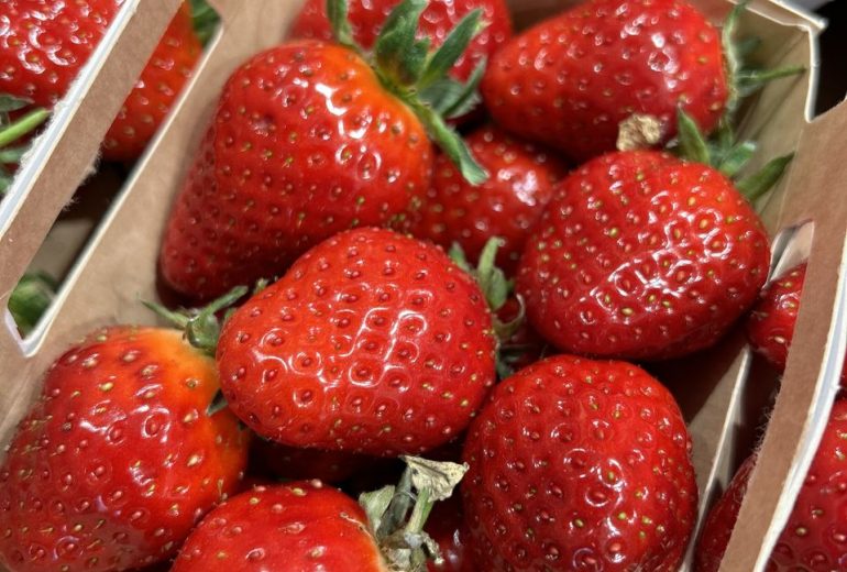 La saison des fraises est officiellement lancée ! Epicier Primeur