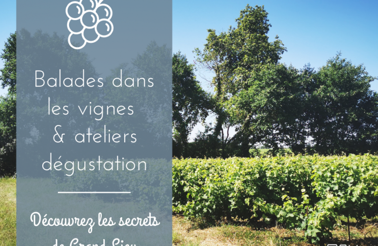 Balade dans les vignes atelier dégustation millésimes de Sophie