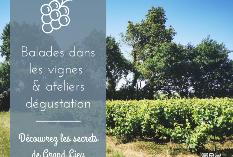 Balade dans les vignes atelier dégustation millésimes de Sophie