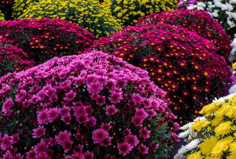 LA TOUSSAINT Décorateur floral Fleuriste