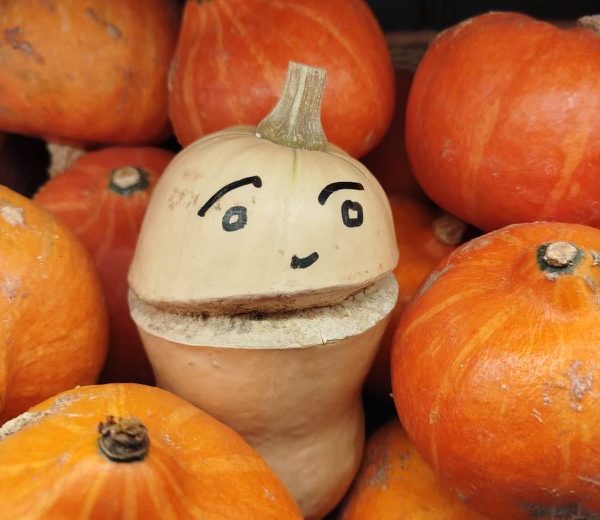 C'est la rentrée pour Nutty le butternut du Verger de St-Do ! Epicier Primeur
