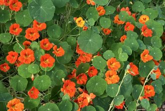 architecte-paysagiste-nantes-paysagiste nantes