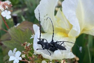 architecte-paysagiste-nantes-paysagiste nantes