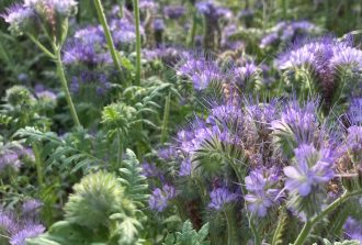 architecte-paysagiste-nantes-paysagiste nantes