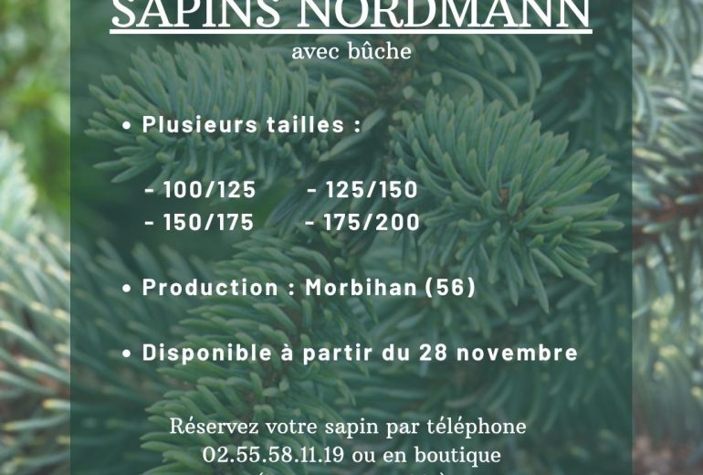Précommandes des SAPINS ouvertes ! Décorateur floral Fleuriste